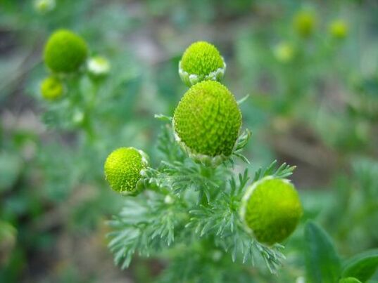 camomille pour le traitement de l'arthrose du genou